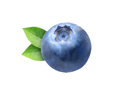 Blueberry-PNG-Clipart